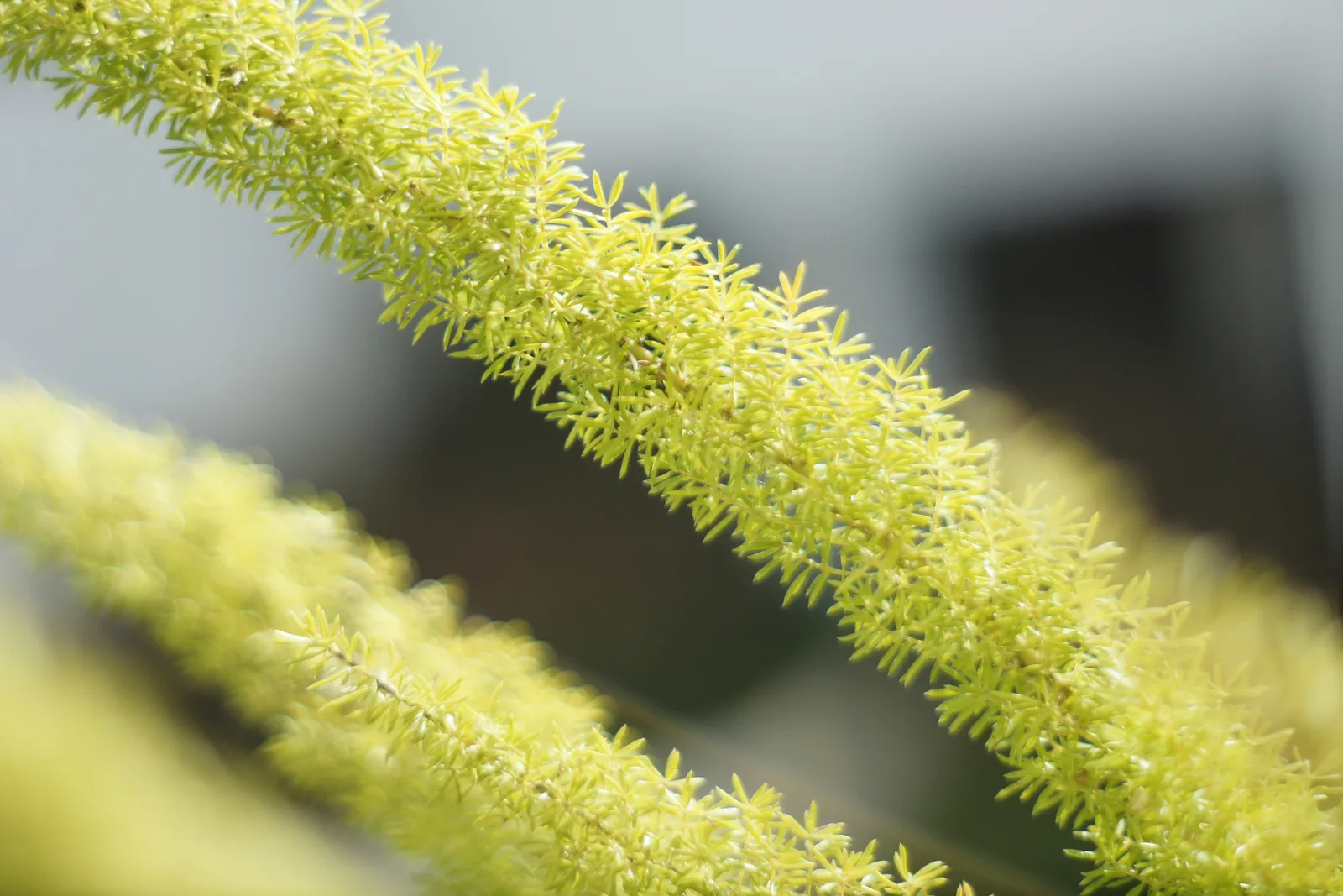 Asparagus Fern: Easy to Grow Indoor Hanging Plant