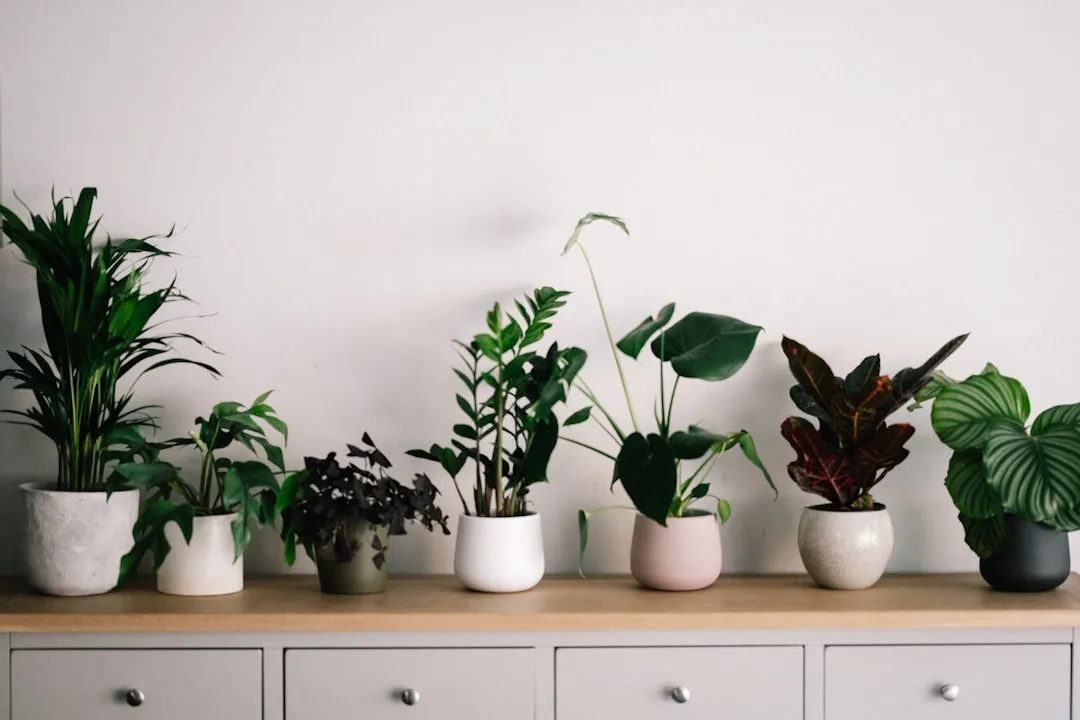 What Your Favorite Retro Houseplant Says About Your Nostalgic Side