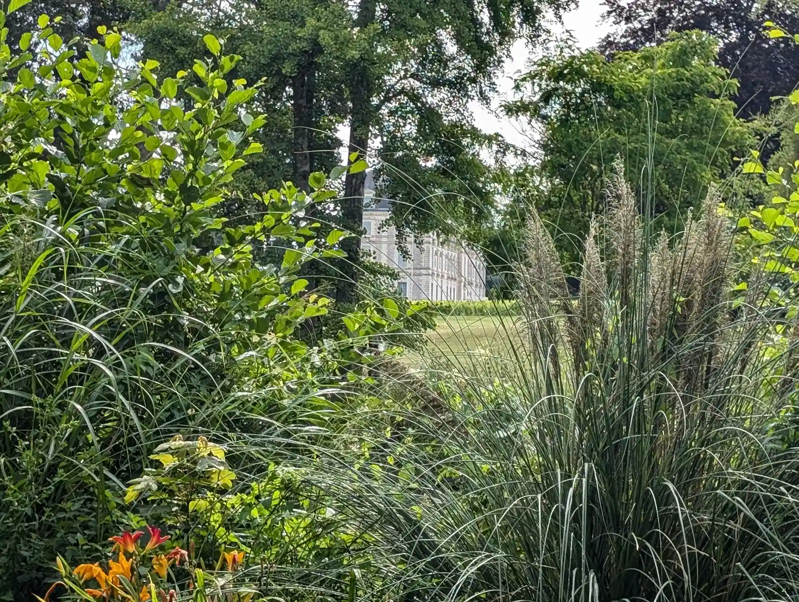 Planning a Native Perennial Border for Year-Round Color and Wildlife Habitat