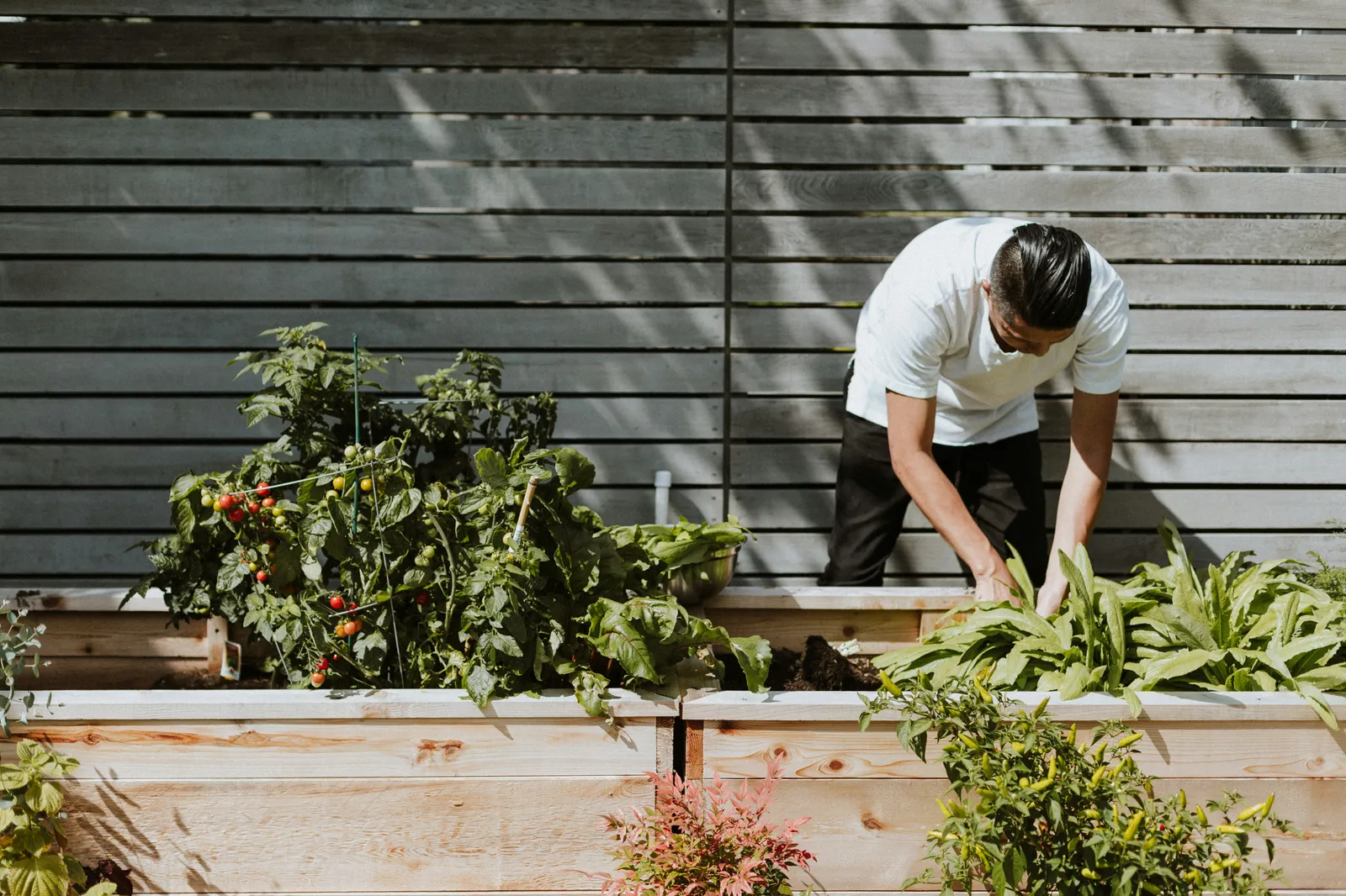 July Garden Tasks: Protect Houseplants from Summer Heat and Start New Plants from Cuttings