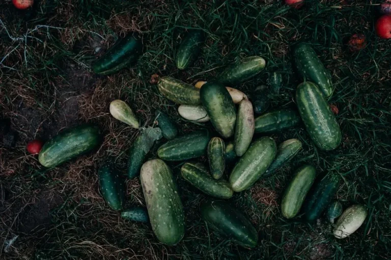Why Your Cucumbers Taste Bitter This Year – Soil Scientists Might Have Discovered the Cause - Featured image