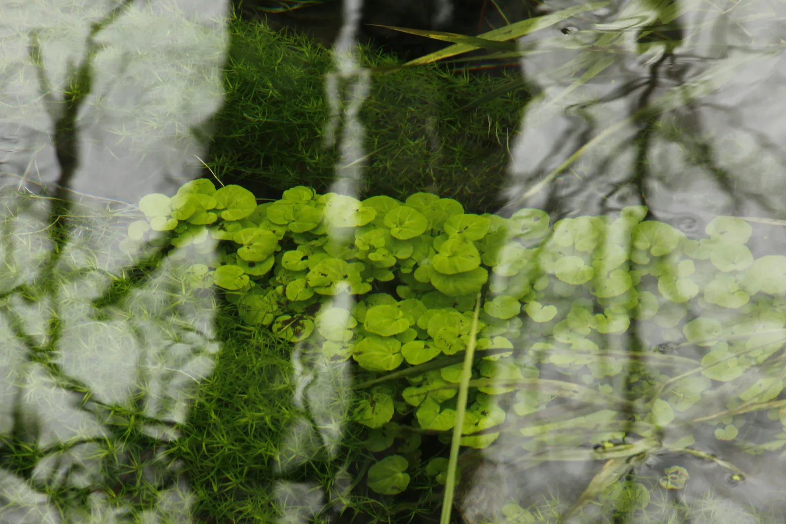 Creeping Jenny: Gorgeous Ground Cover With Aggressive Spread