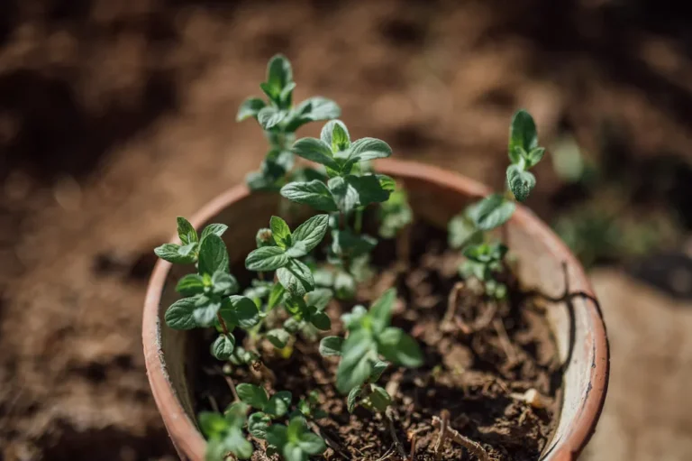 Why You Should Never Plant Mint Directly in the Ground (and What to Do Instead) - Featured image