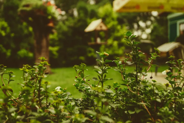 When Words Fail, the Garden Answers in Its Own Tongue - Featured image