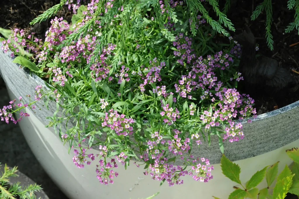 Chicago Container Gardening Expert's Colorful Spring Containers Shine - Featured image