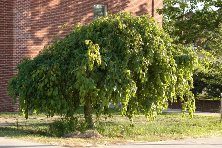 If You Want Your Small-Space Urban Garden to Flourish, Plant These 5 Compact Patio Trees - Featured image