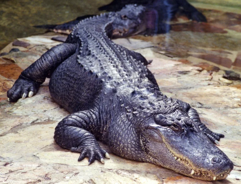 Snorkeler Faces Alligator Attack in Florida River - Featured image