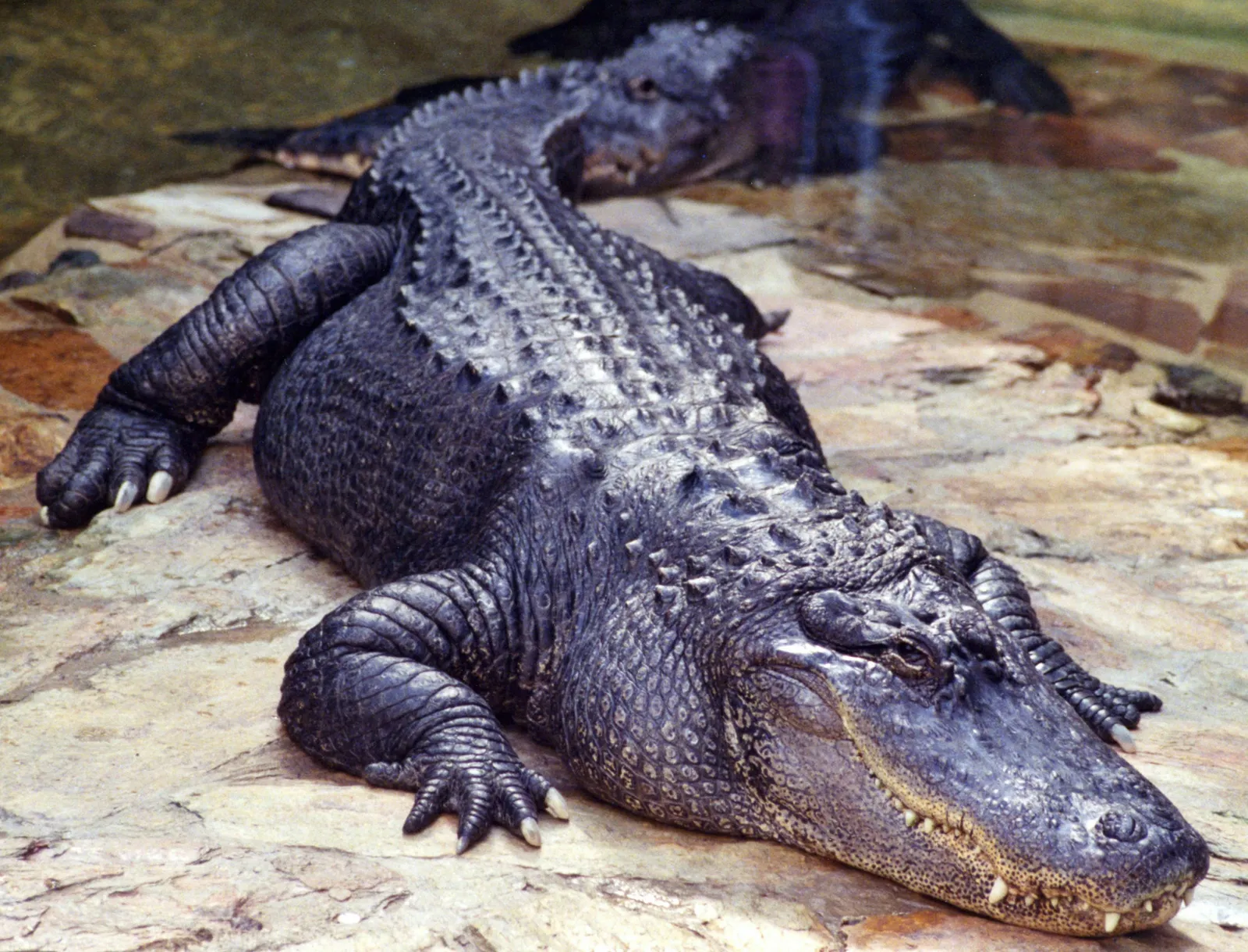 Snorkeler Faces Alligator Attack in Florida River