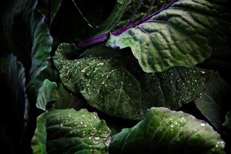 1,150 Gallons of Rainwater: Practical Harvesting Methods for Desert Gardens - Featured image