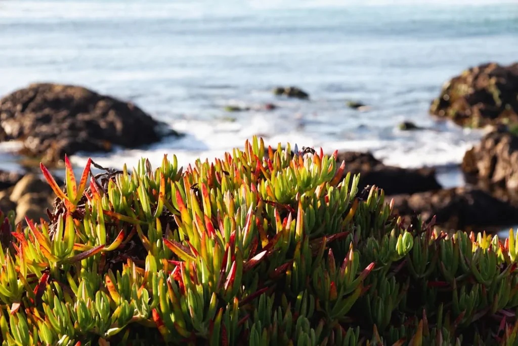 The Massive Kelp Forests Off the Pacific Coast – And Why We Need to Save Them - Featured image
