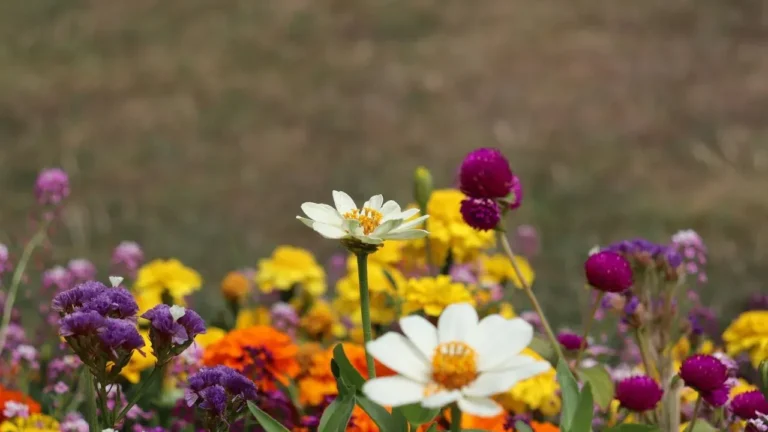 Tingshu's Garden Illustrates the Potential for Colorful Landscapes With Reduced Maintenance - Featured image