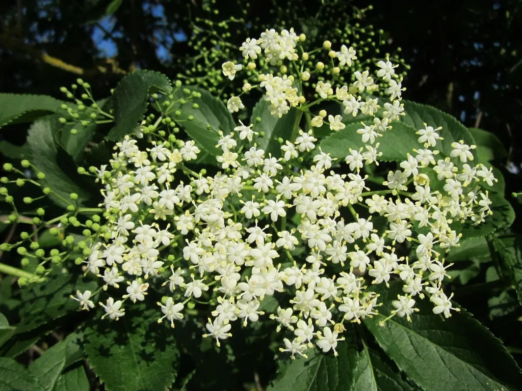 Elderberries Thrive in Pots When Growers Follow Essential Guidelines - Featured image