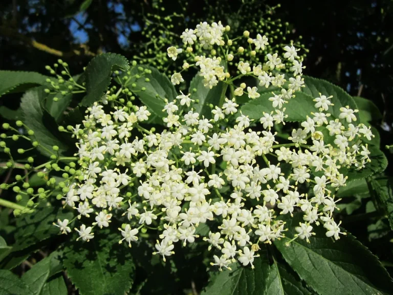 Elderberries Thrive in Pots When Growers Follow Essential Guidelines - Featured image