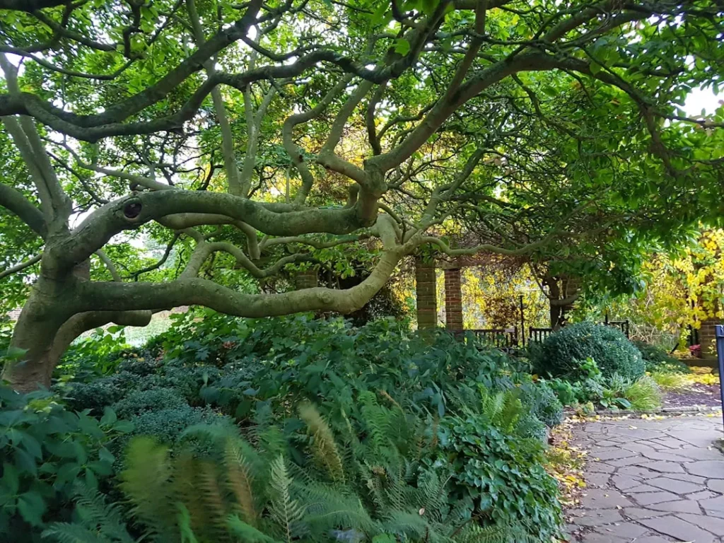 5 Sun-Loving Vegetables That Secretly Produce Way More Food in Partial Shade - Featured image
