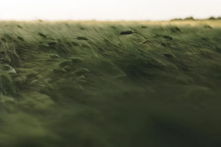 The Windbreak Strategy: Using Shrubbery to Protect Delicate Crops From Strong Gales - Featured image