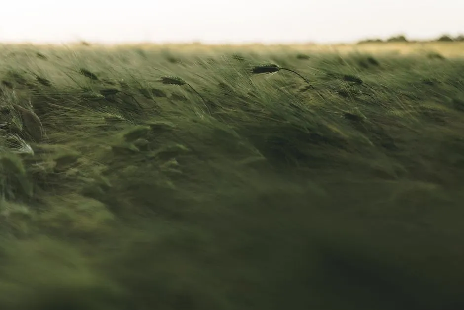 The Windbreak Strategy: Using Shrubbery to Protect Delicate Crops From Strong Gales - Featured image
