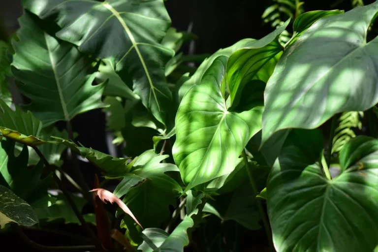 The Best Low-Light Houseplants That Can Turn a Dark Corner into a Green Oasis - Featured image