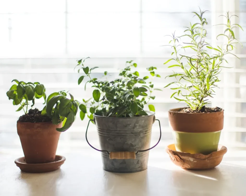 How to Transition Your Container Garden Indoors Ahead of the First Freeze - Featured image