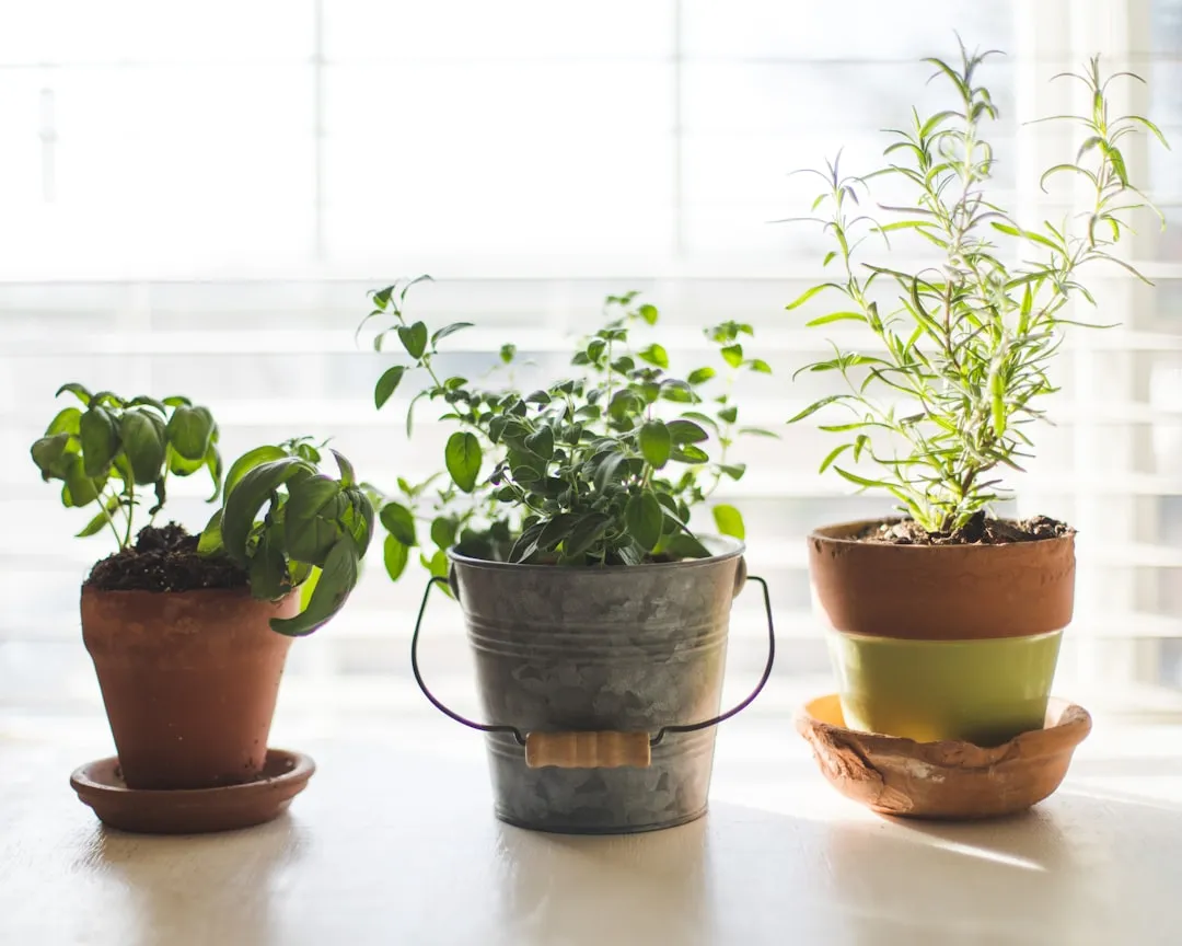 How to Transition Your Container Garden Indoors Ahead of the First Freeze