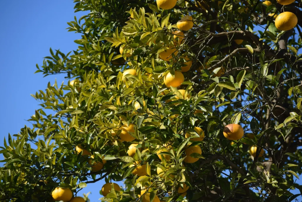 Yuzu: Japan’s Hardy Citrus Now Thriving in US Gardens - Featured image