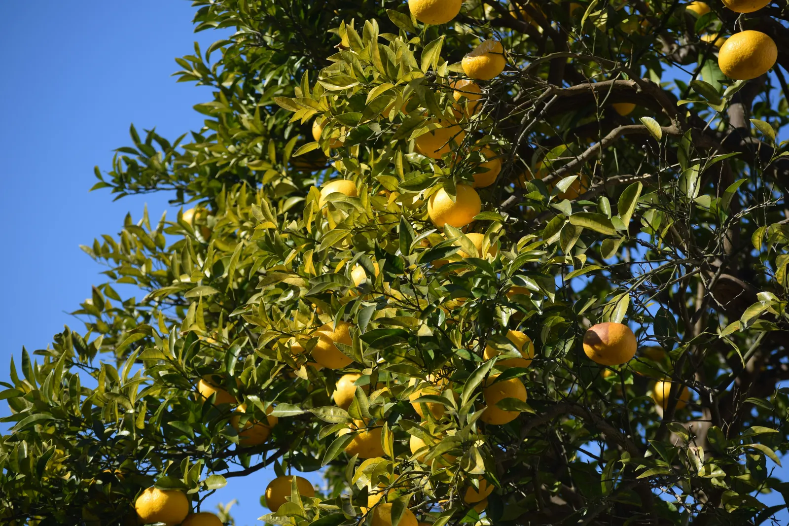 Yuzu: Japan’s Hardy Citrus Now Thriving in US Gardens