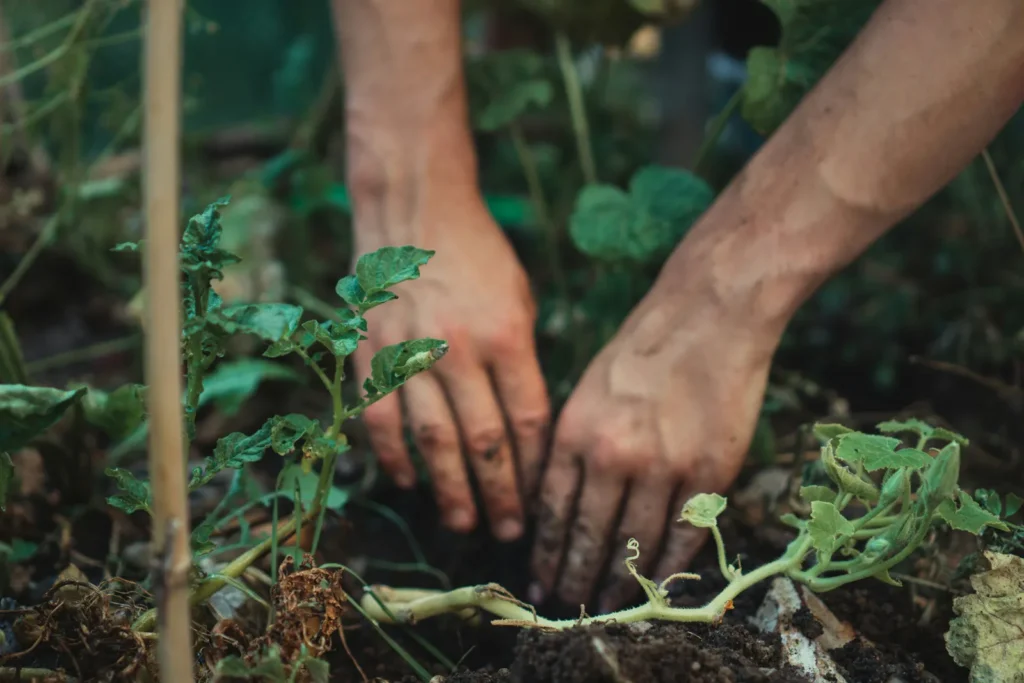 Forest Gardens Deliver Edible Landscapes at Any Scale - Featured image
