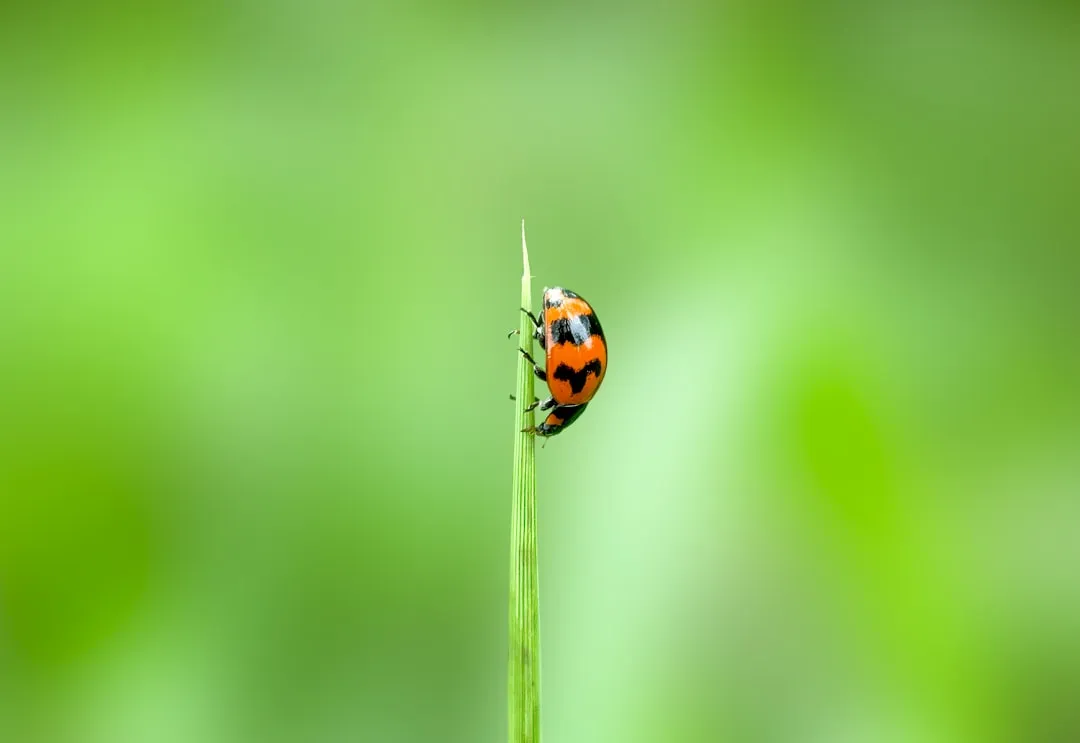 7 Companion Plants That Naturally Repel Destructive Garden Pests