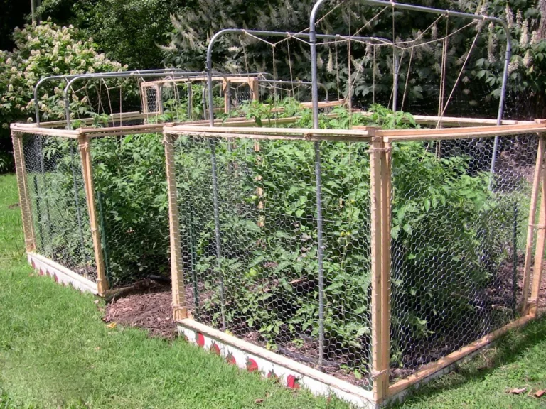 Why Wrapping Your Tomato Cages in Tulle Stops Pests Without Chemicals - Featured image