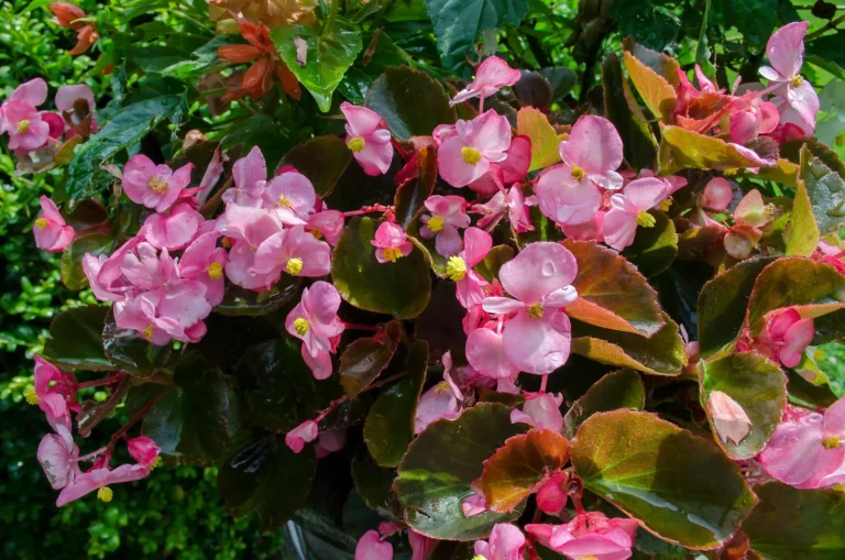 The Gryphon Begonia: A Shade Garden Find With 10-Inch Silver-Streaked Leaves - Featured image