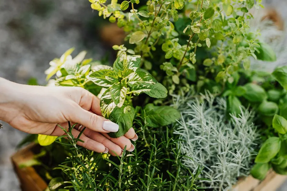If You Want Your Sonoma Garden to Flourish, Plant These 5 Heat-Tolerant Herbs and Shrubs - Featured image