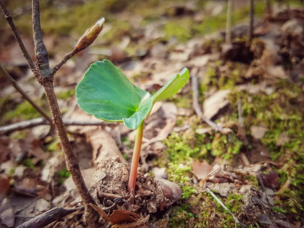 Why Smart Gardeners Use Cinnamon to Protect Vulnerable Young Seedlings