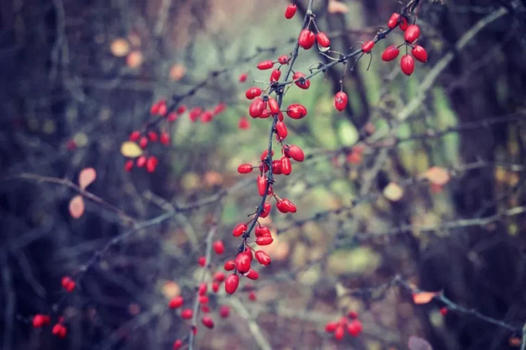 The Essential Summer Care Routine for Keeping Perennial Berry Bushes Productive - Featured image
