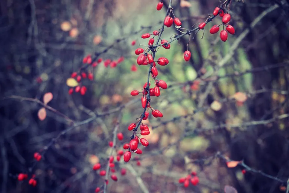 The Essential Summer Care Routine for Keeping Perennial Berry Bushes Productive - Featured image