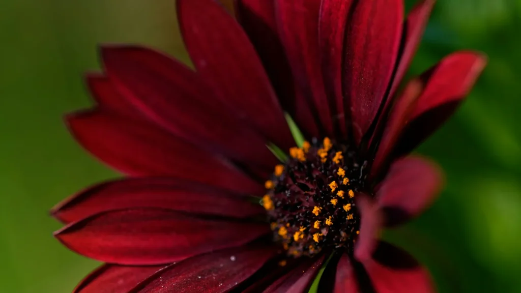 Chocolate-Scented Blooms: Growing the Unique Chocolate Cosmos Flower - Featured image
