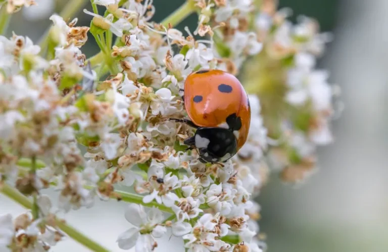 8 Beneficial Insects You Want to See Crawling Around Your Vegetable Beds - Featured image