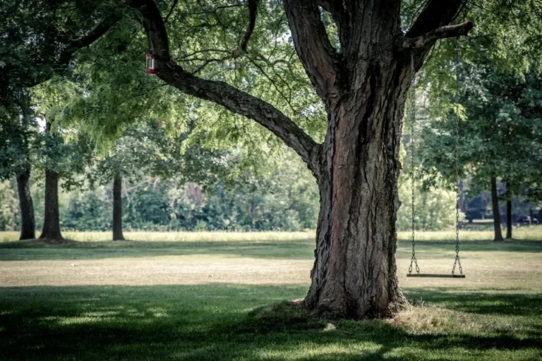 Looking for an Escape from the Heat? Plant These 5 Stunning Trees for Ultimate Shade - Featured image