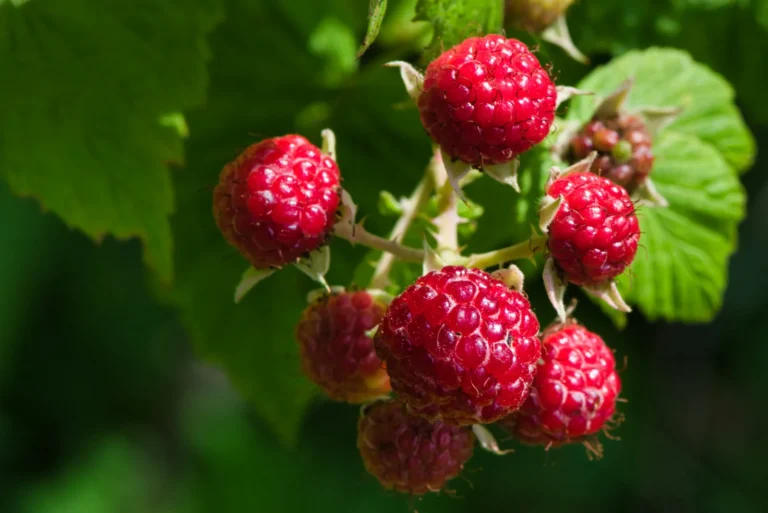 Raspberries Love Summer, But Not All the Same Way: Essential Planting Tips for Home Gardens - Featured image