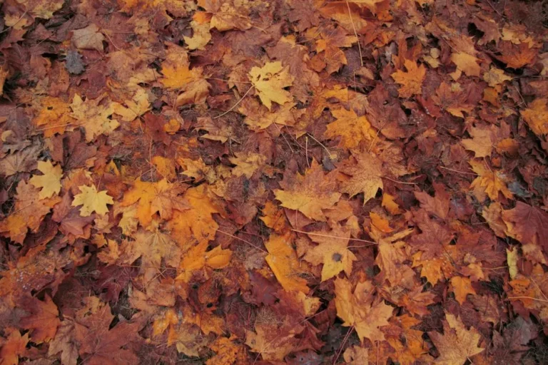 If You Want Your Autumn Garden to Flourish, Plant These 5 Trees for the Brilliant Fall Foliage You Crave - Featured image