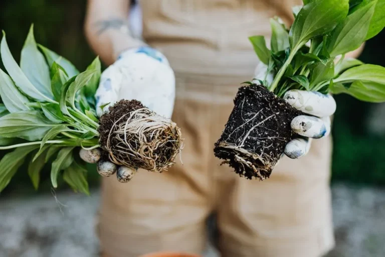 Demystifying Root Rot: How to Spot It and Save Your Plants Before It's Too Late - Featured image