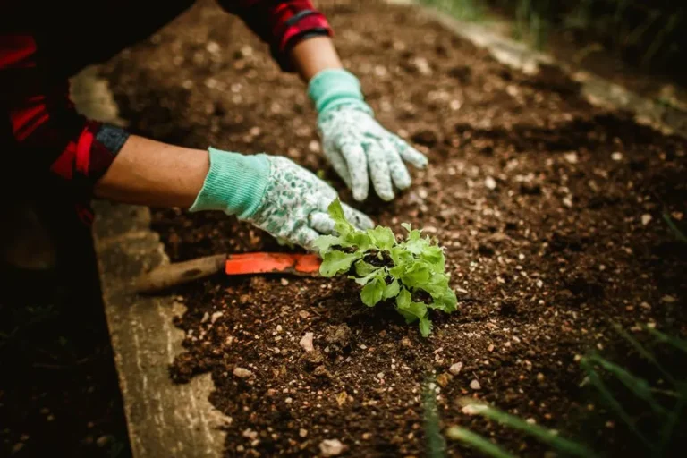 Why Diatomaceous Earth Is an Organic Gardener's Best Friend – And How to Apply It - Featured image