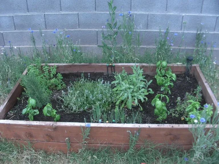 5 Kitchen Herbs That Grow Better in the Shade Than in Full Sun - Featured image