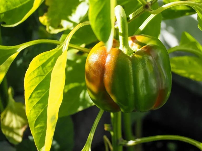 Topping Pepper Plants for Faster Ripening - Featured image