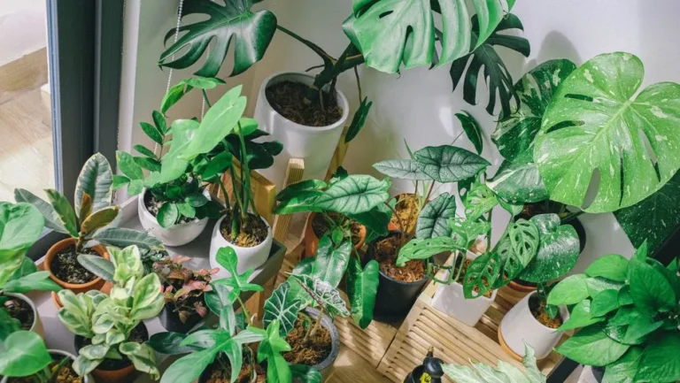 Why Grouping Your Houseplants Together Naturally Boosts Ambient Humidity - Featured image