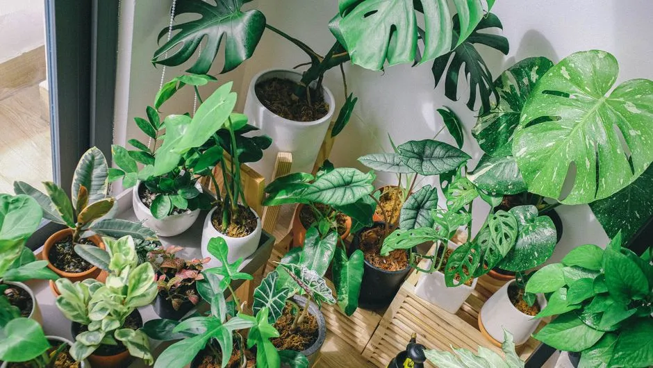 Why Grouping Your Houseplants Together Naturally Boosts Ambient Humidity - Featured image