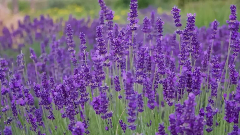 Lavender Companion Plants That Attract Pollinators and Transform Gardens - Featured image