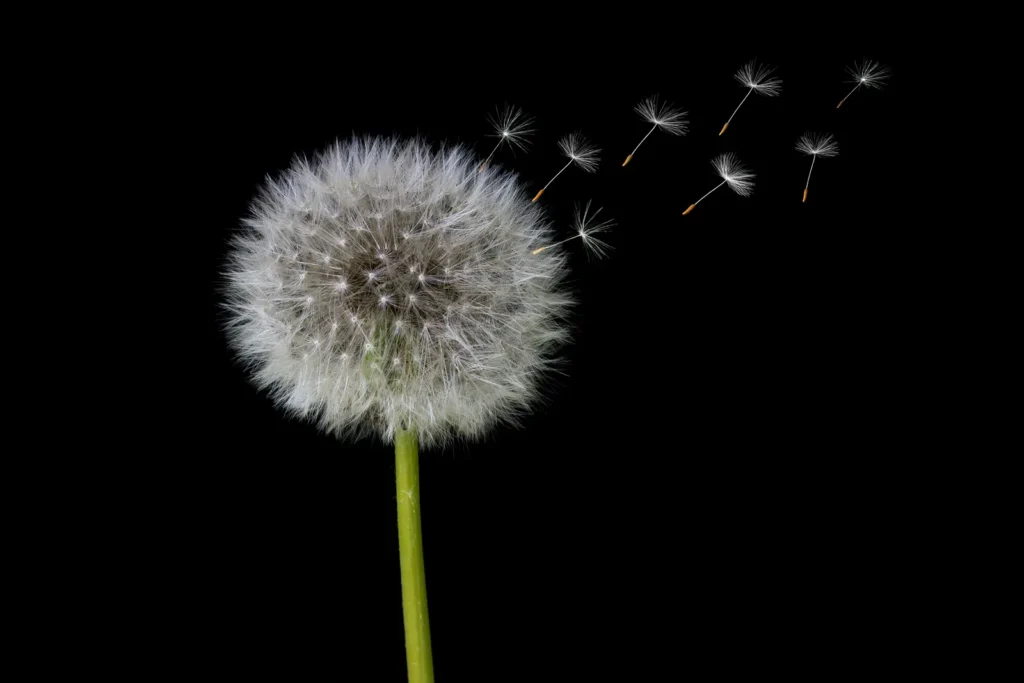 Dandelions Yield Edible Greens, Flowers, and Roots - Featured image