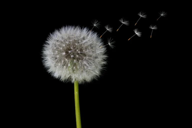 Dandelions Yield Edible Greens, Flowers, and Roots - Featured image