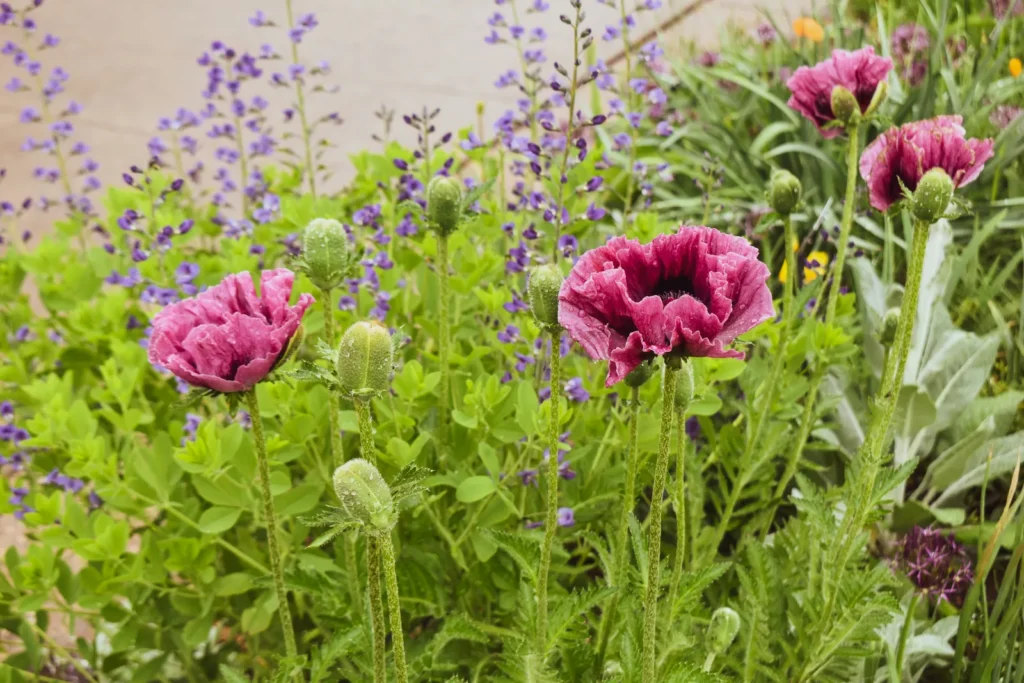 Denver Botanic Garden’s Spring Glory in the Mountain West - Featured image