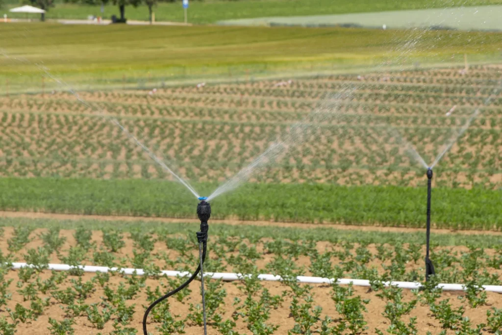 The Buried Bucket Technique That Steers Roots Deeper Before Summer Heat Arrives - Featured image