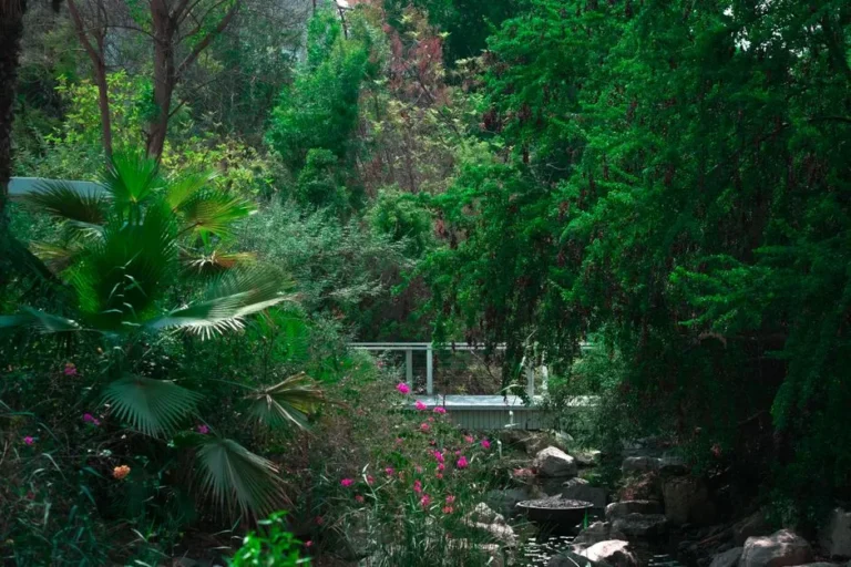 If You Want Your Hollywood Hills Garden to Flourish, Plant These 5 Privacy-Boosting Plants - Featured image